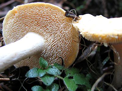 hedgehog mushroom