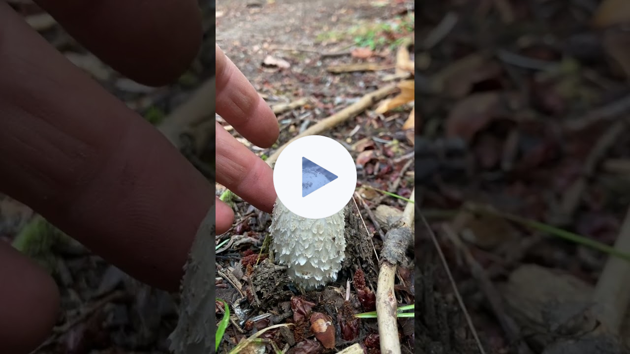 Wild mushroom foraging classes in BC