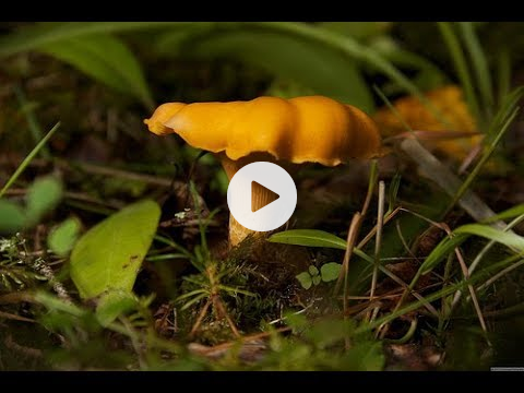 How to find CHANTERELLE mushrooms in BC!
