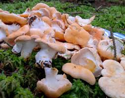 Hedgehog mushrooms