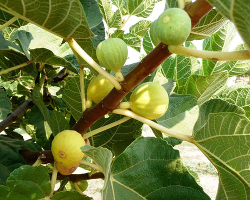 Green fig tree
