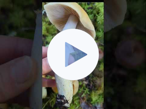 Foraging for wild mushrooms with Chef Robin Kort in BC: Wrinkle Caps
