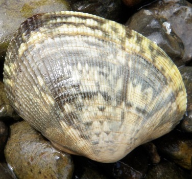 manila clam