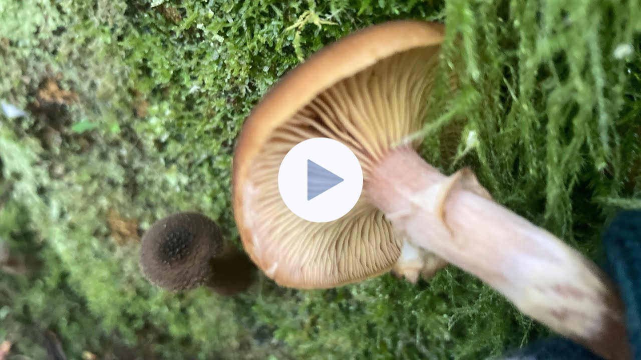 How to identify honey mushrooms with chef Robin Kort