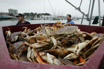 Dungeness Crab Feast