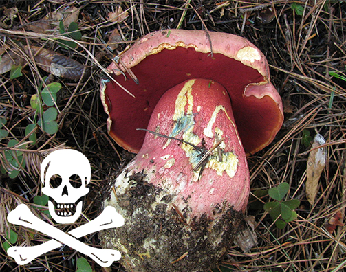 Lactarius mushroom