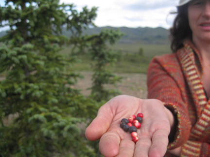 Boreal berries