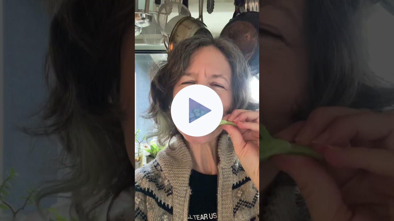 Wild butterbur or coltsfoot recipe with chef Robin Kort #wildedibles #wildfoods