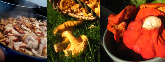 wild lobster and chanterelle mushrooms