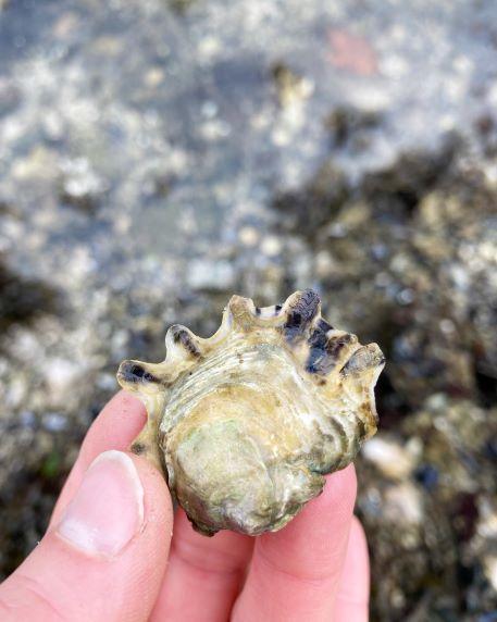 BC oyster
