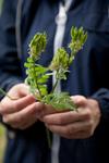 sweet cicely