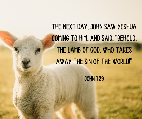 The next day, John saw Yeshua coming to him, and said, "Behold, the Lamb of God, who takes away the sin of the world!" John 1:29, WEB
