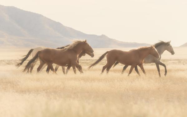 Velma "Wild Horse Annie" Johnston quote