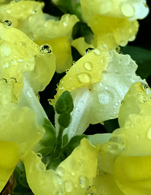 Amit Ray on raindrops and kindness