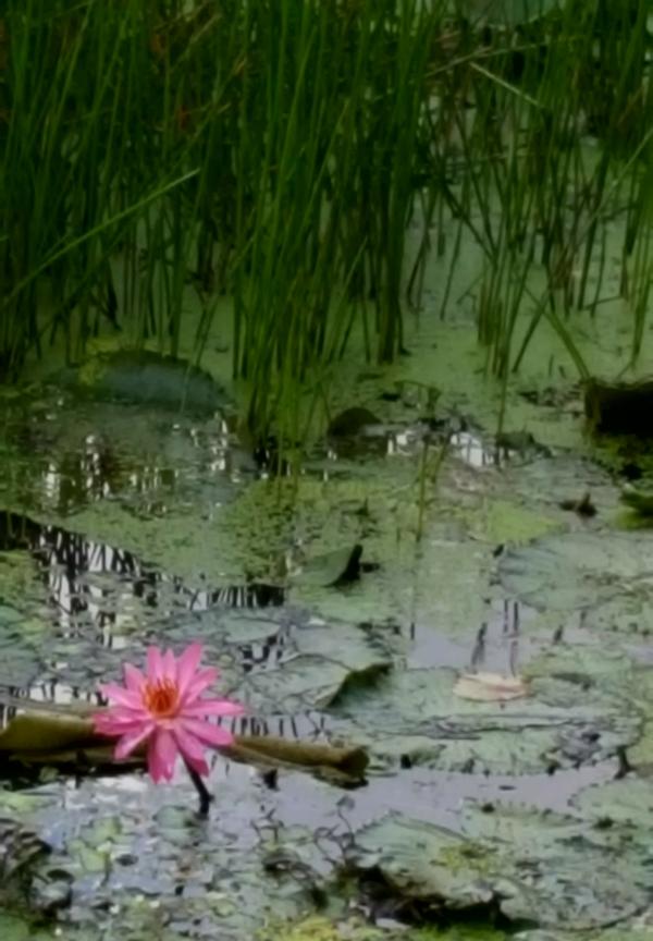 Goldie Hawn quote about lilies growing in mud