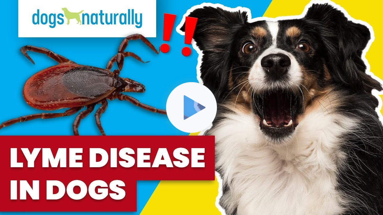Lyme Disease In Dogs