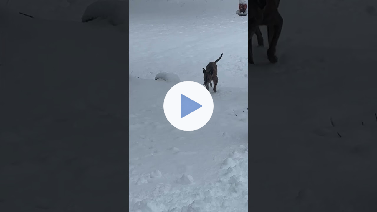 Running through snow this past winter