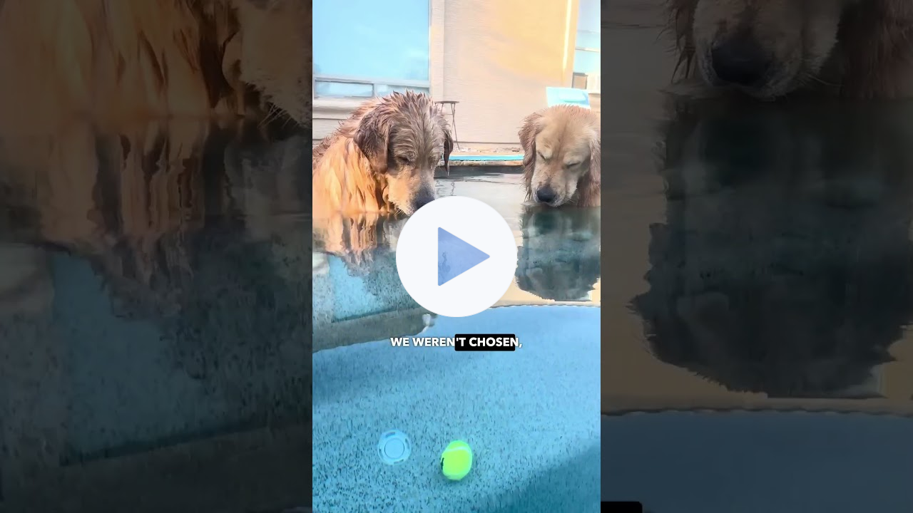 Golden Retrievers vs Sunk Ball - Ozzy Man Quickies