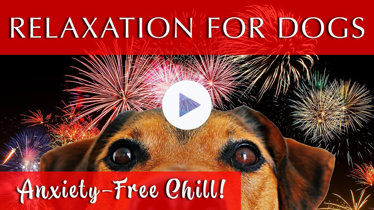 Relaxing Music for Dogs to Calm Down | GREAT FOR FIREWORKS!