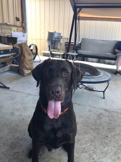 A dog sitting on a patio
                                    
                                    Description automatically generated