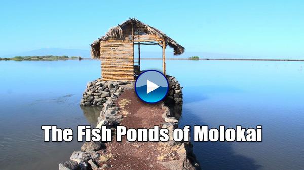 The Fish Ponds of Molokai