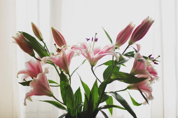 lilies