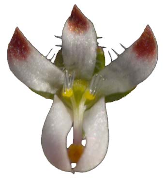 Nemacladus glanduliferus