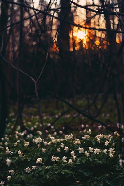 Photo by Irina Iriser: https://www.pexels.com/photo/white-flower-field-under-twigs-759359/