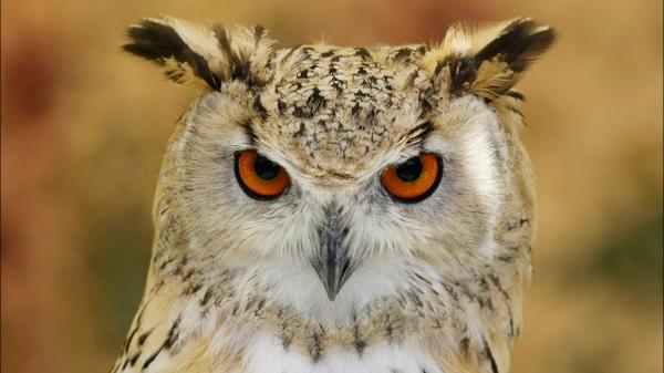 owl staring at you