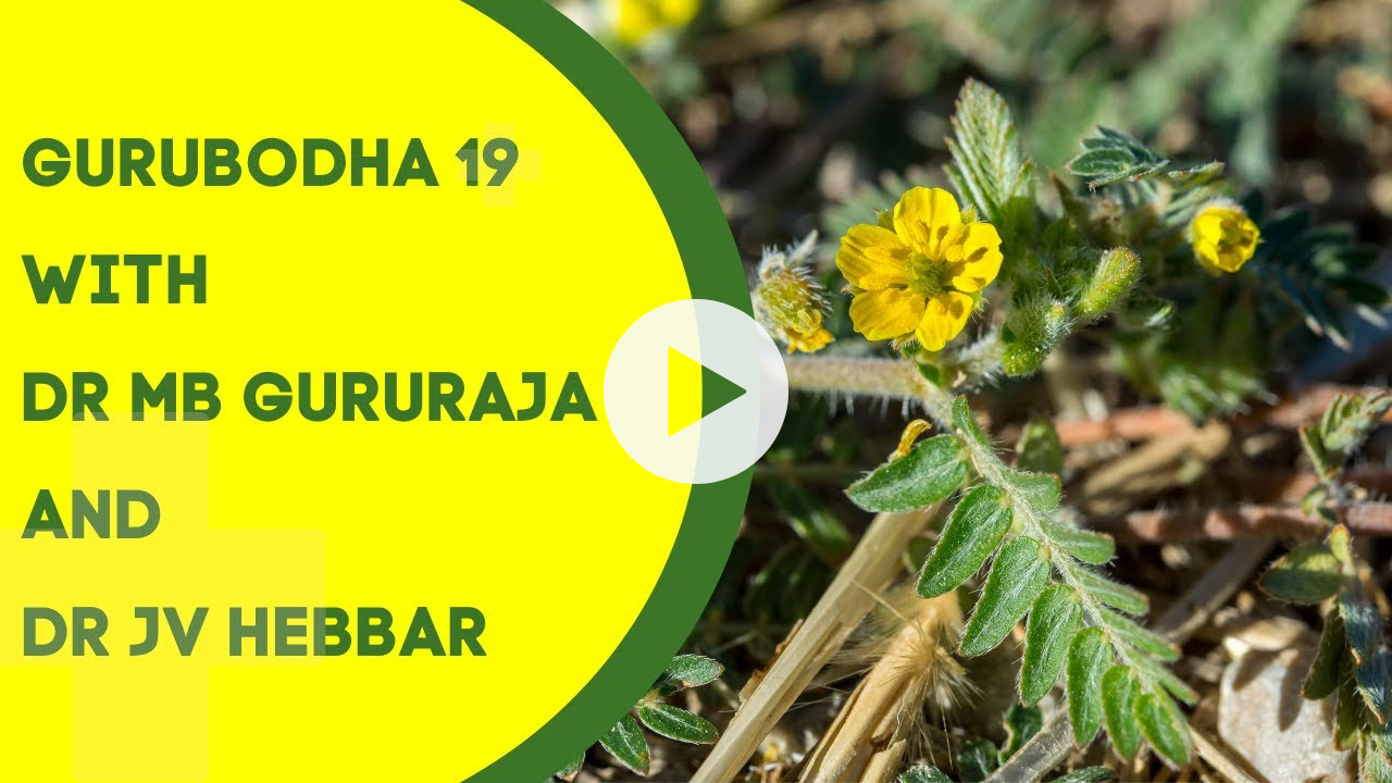 Gurubodha 19: Tribulus (Gokshura), High Urea Management, Constipation, Hashimoto, Krumighna Action