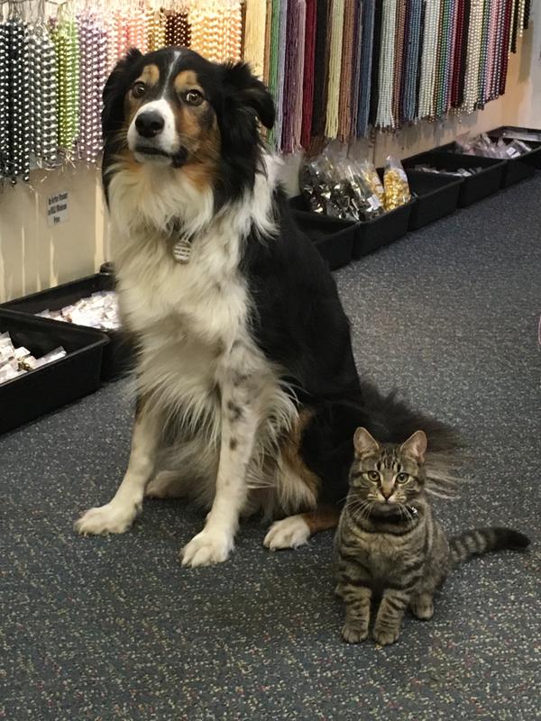 Pup & Kitty