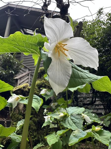 Magical Trillium 