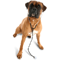 Dog with a Stethoscope