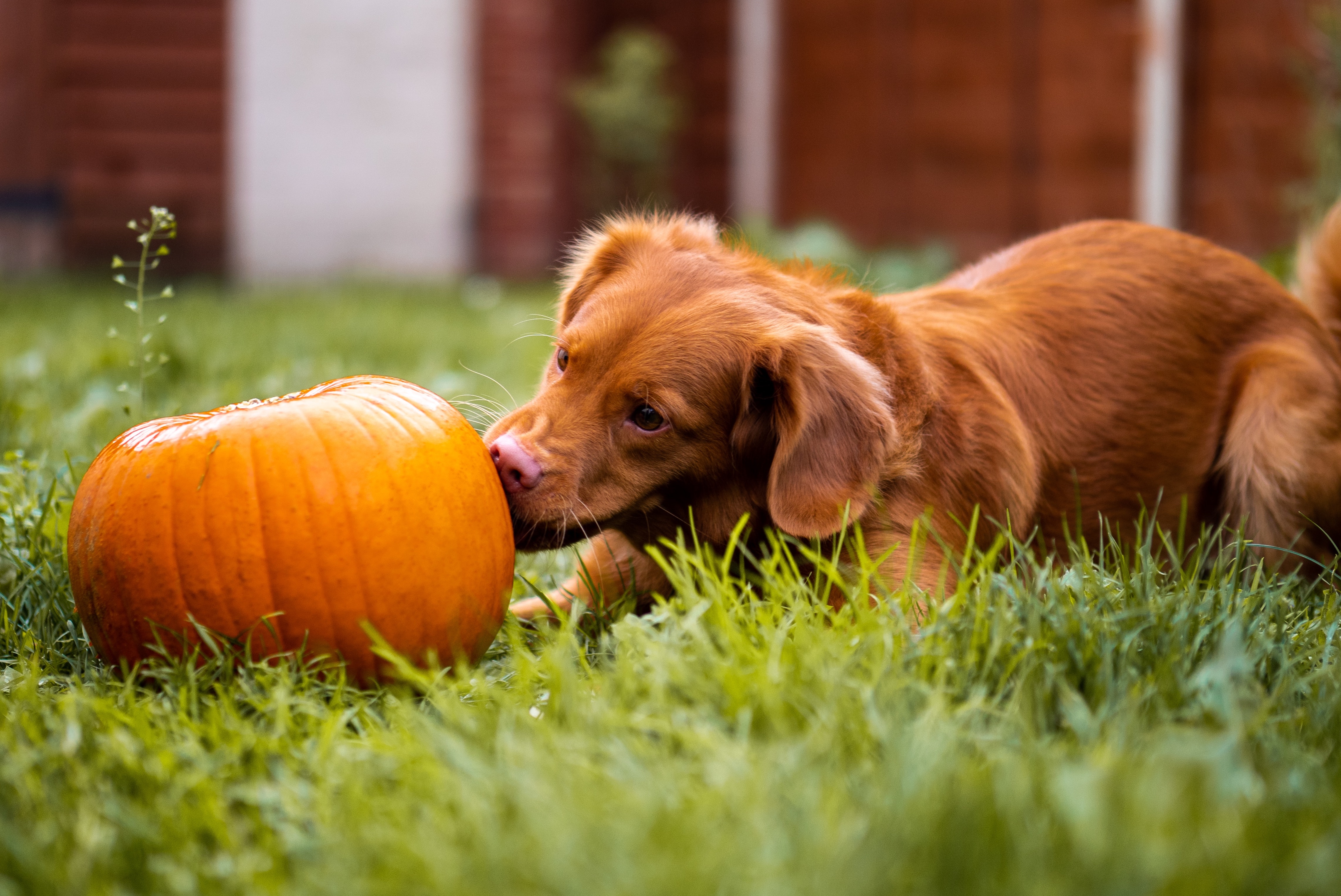 Puppy with a pumpkin