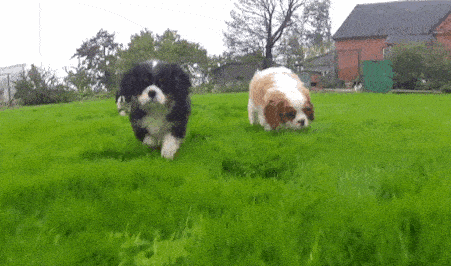 Pup running