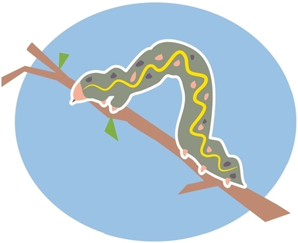 Color illustration of tomato hornworm on a branch