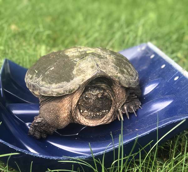 rescued turtle in shovel