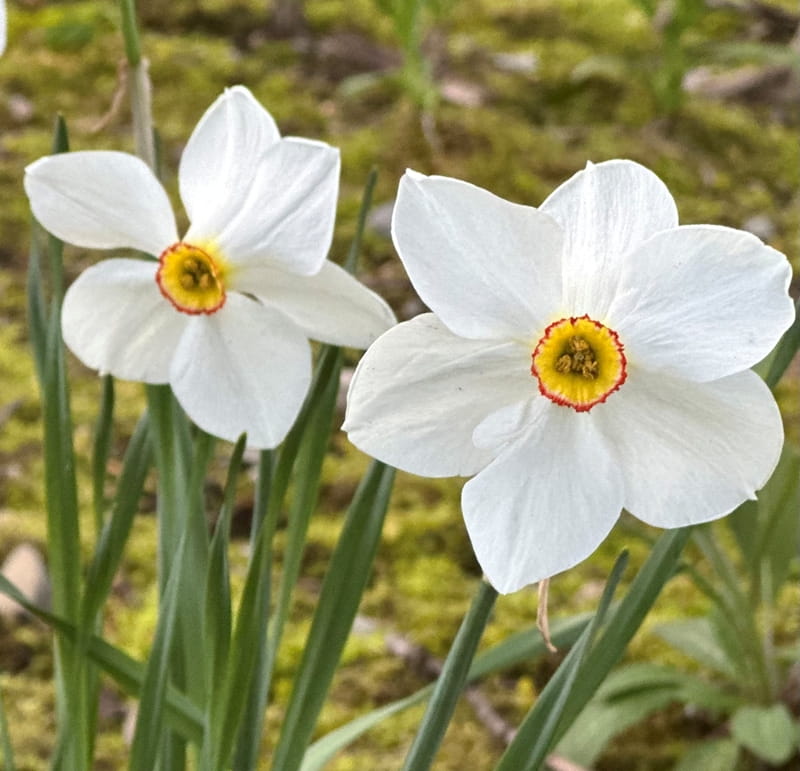 Poet's narcissus