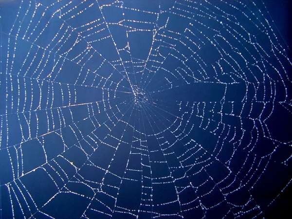 Issue #16 glistening spider web