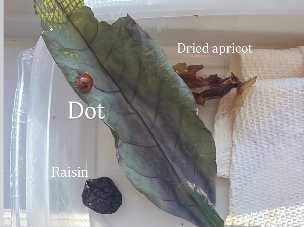 Image of Dot, the ladybug, in her new Tupperware habitat
