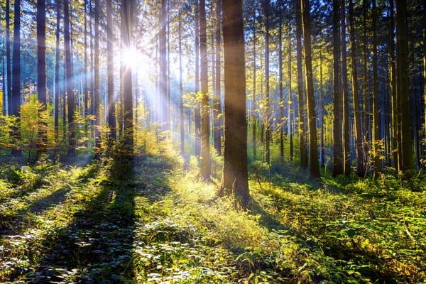 Sun shining through forest trees