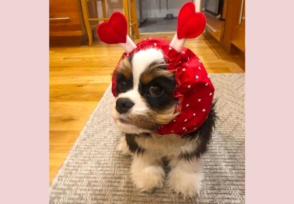 Puppy Augie's first valentine