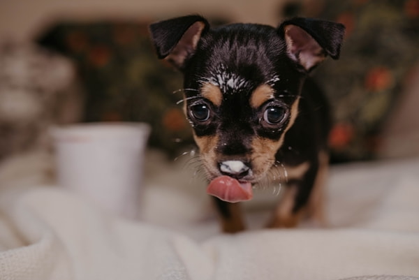 Pupp lapping up cream from a cup
