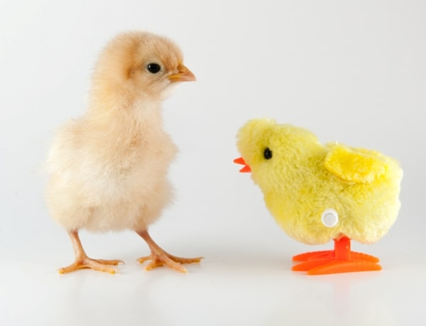 chick vs. 'chick'