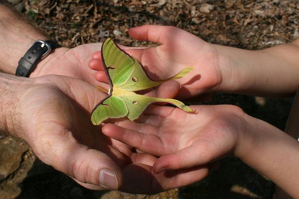 hands and butterfly