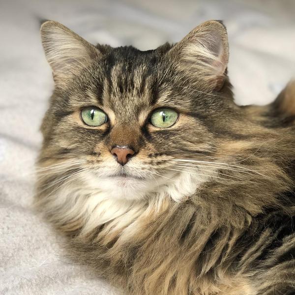 Cat Breeds - Domestic Long-Hair