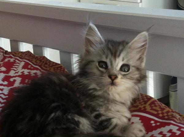 [Safe image - ver cute!]