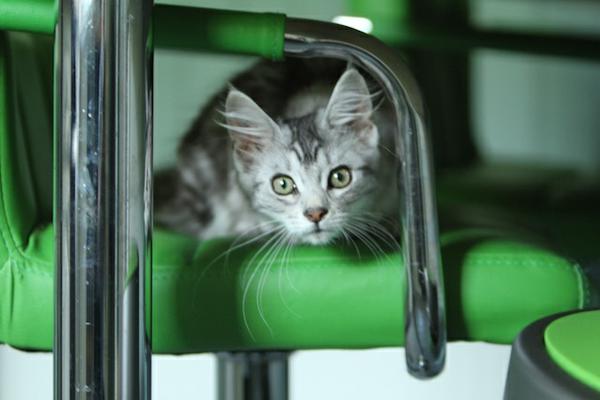 [allow images they are safe]