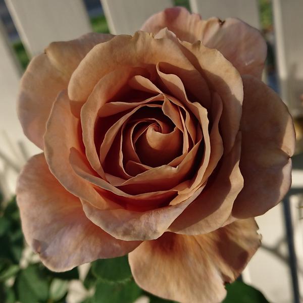 Coffee coloured Soul Sister rose