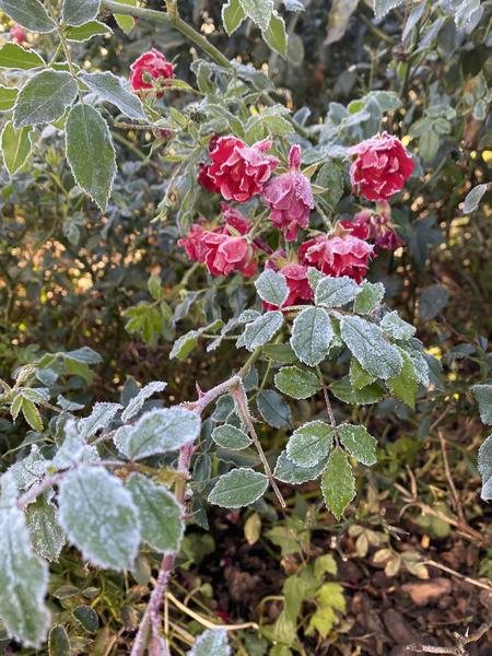 Frosted red roses.  Photo: Paul Grace